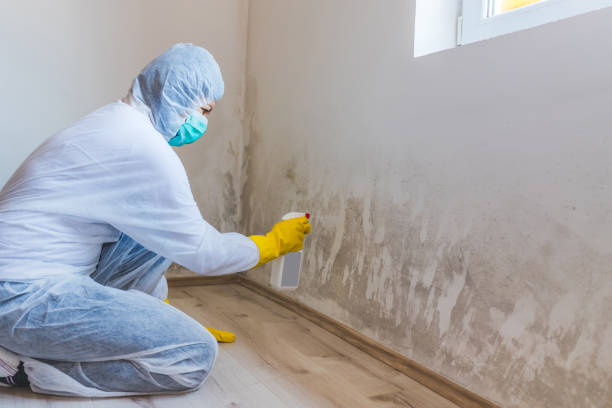 Licensed Mold Remediation service in Belmont, MI - WQB Mold Removal